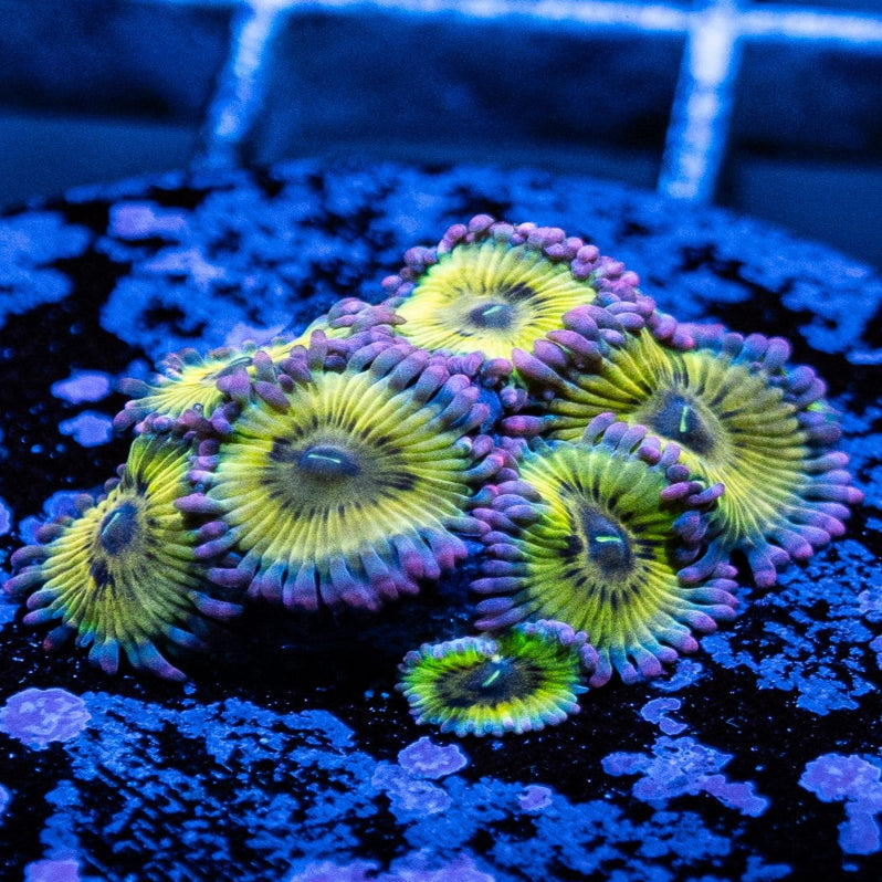 TCC Yellow Bellied Zoanthid