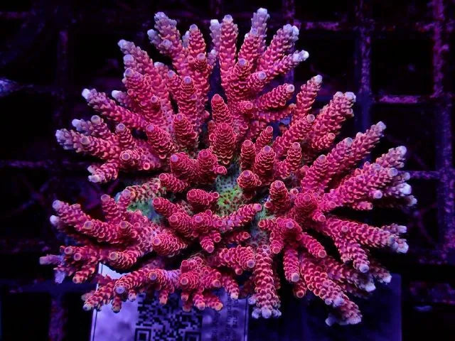 R&R Custom Corals in Caldwell Idaho