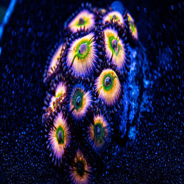 Rainbow Infusion Zoanthid