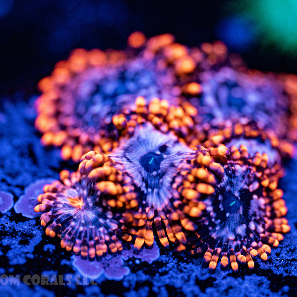 Utter Chaos Zoa
