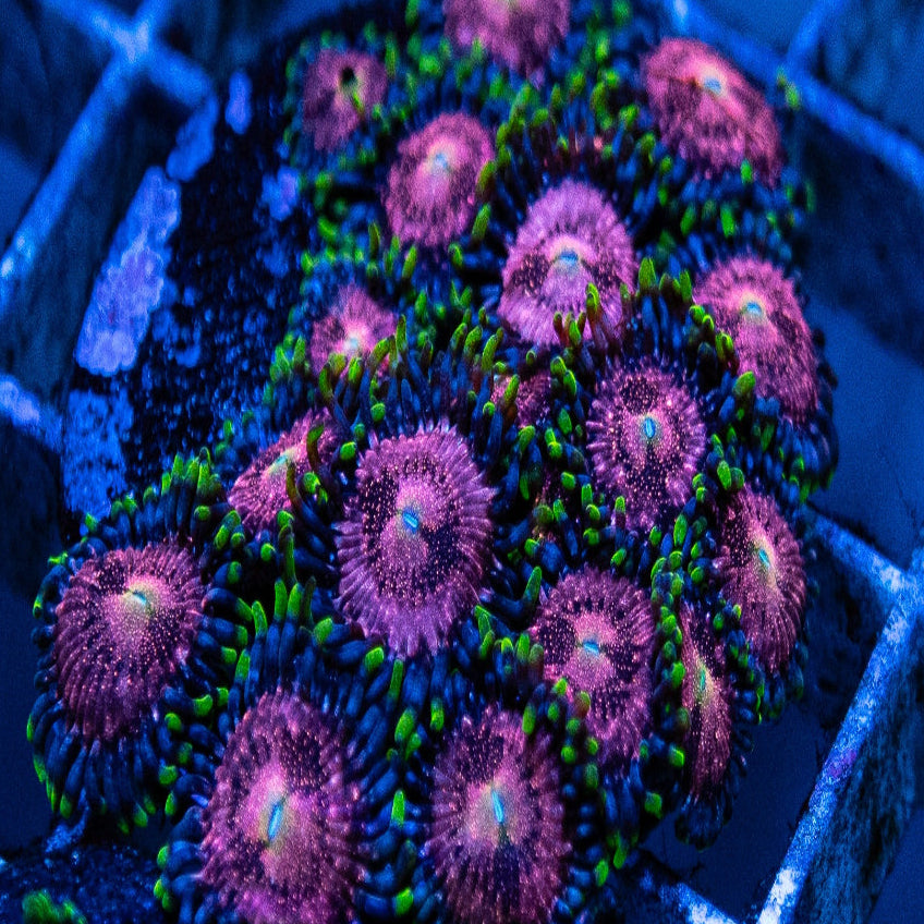 WWC Pink Nirvana Zoanthid