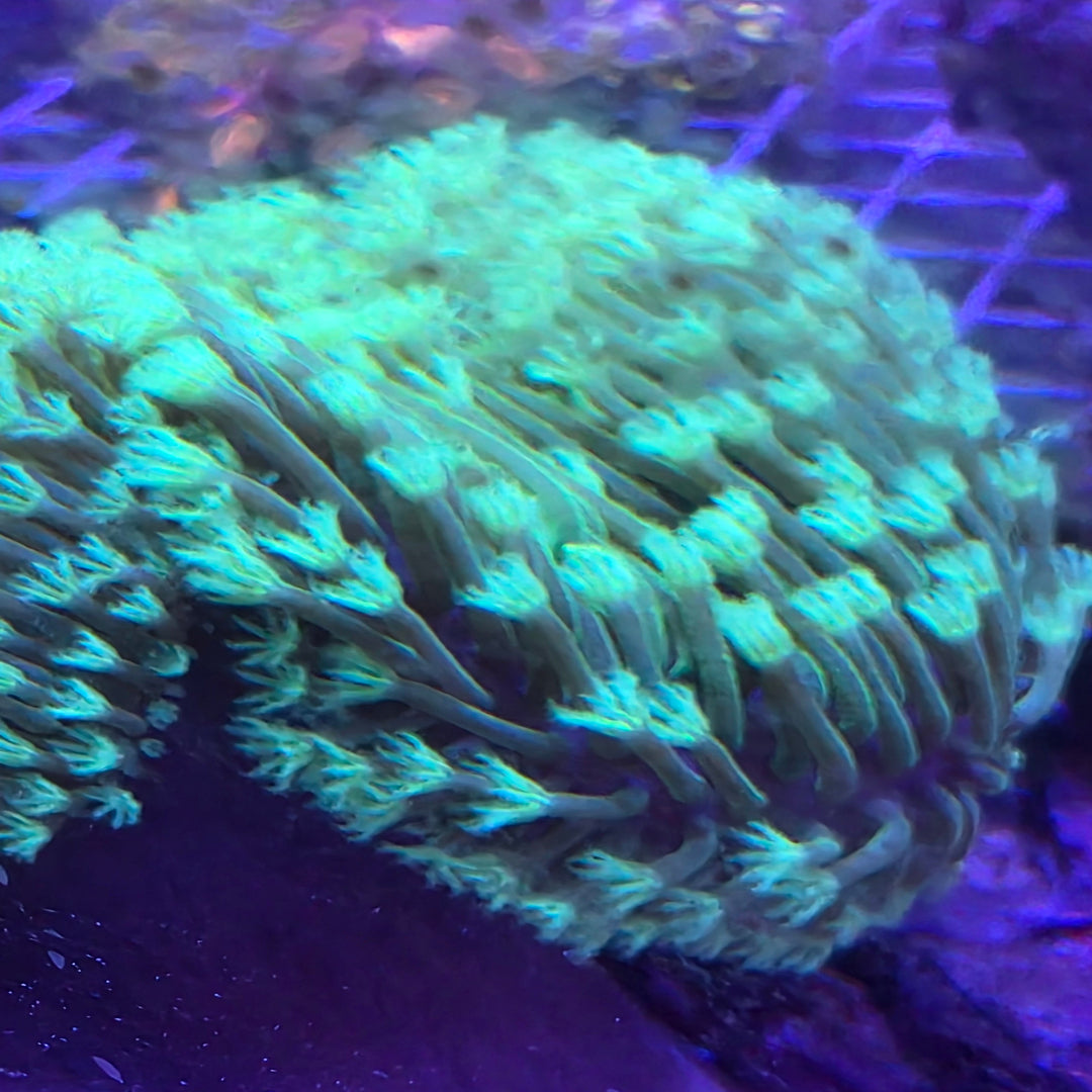 Weeping Willow Leather Frag 2