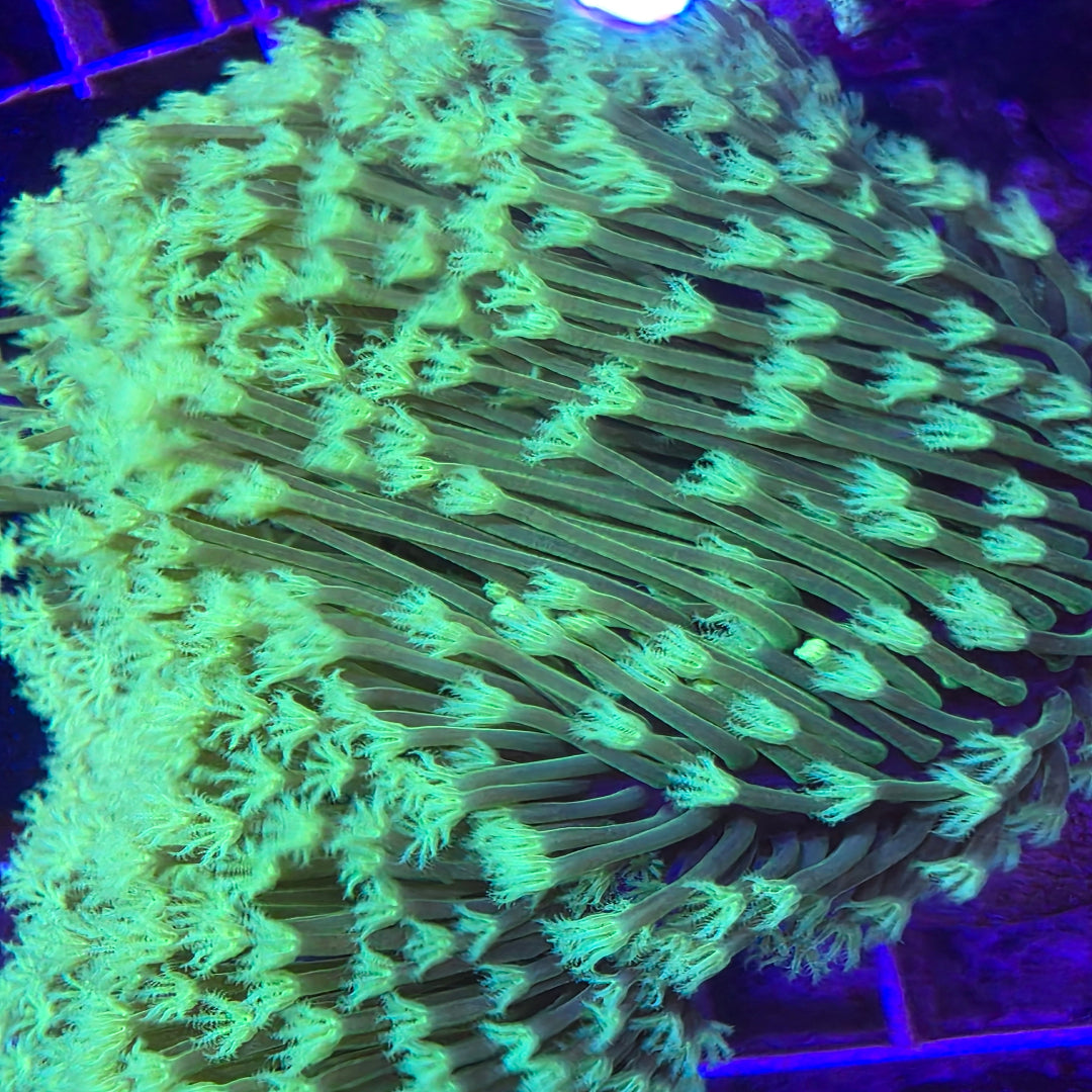 Weeping Willow Leather Frag 2