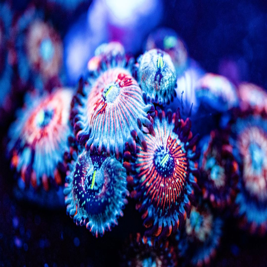 White Zombie Zoanthid