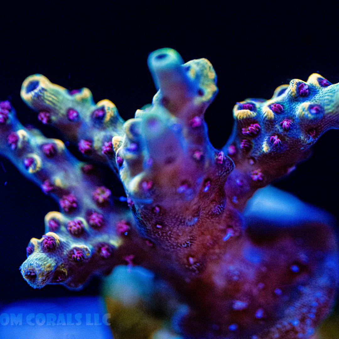 Wolverine Acropora | Collector SPS Coral for Sale – The Coral Cartel