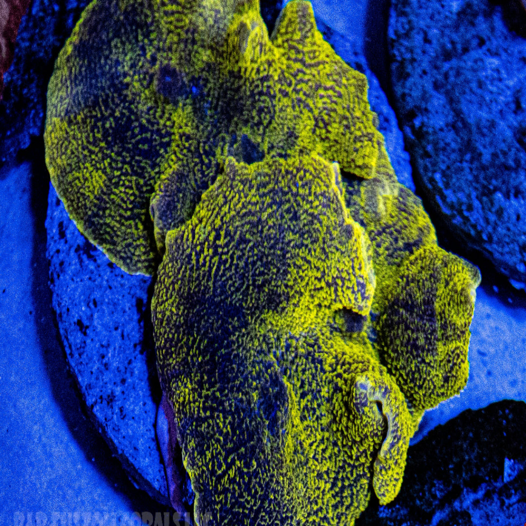 Yellow Elephant Ear Mushroom