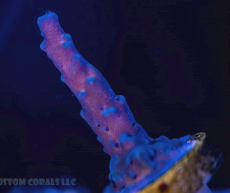 Oregon Blue Tort Acropora