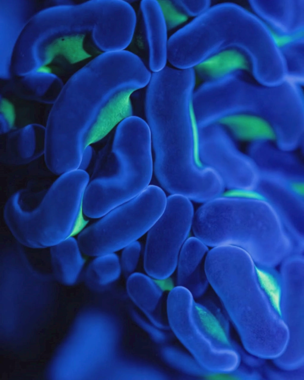 Green Blue Hammer Coral