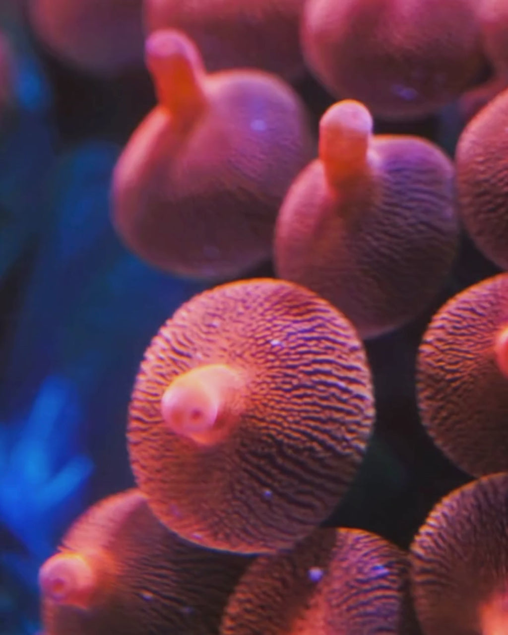 Rose Bubble Tip Anemone