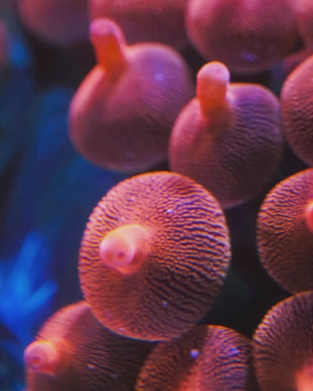 Rose Bubble Tip Anemone