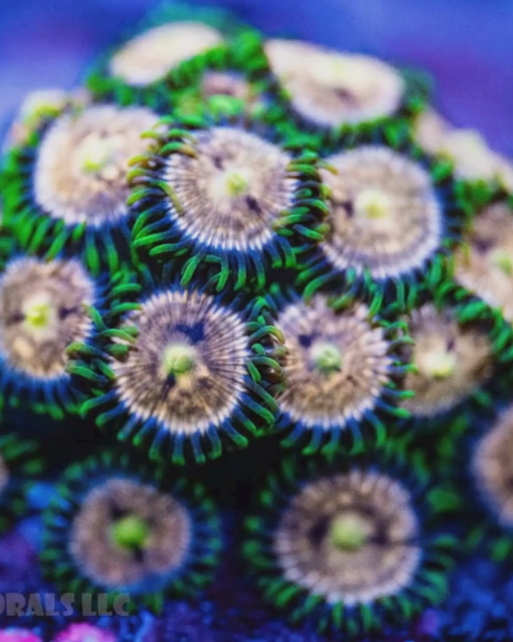 Laser Lemon Zoanthid