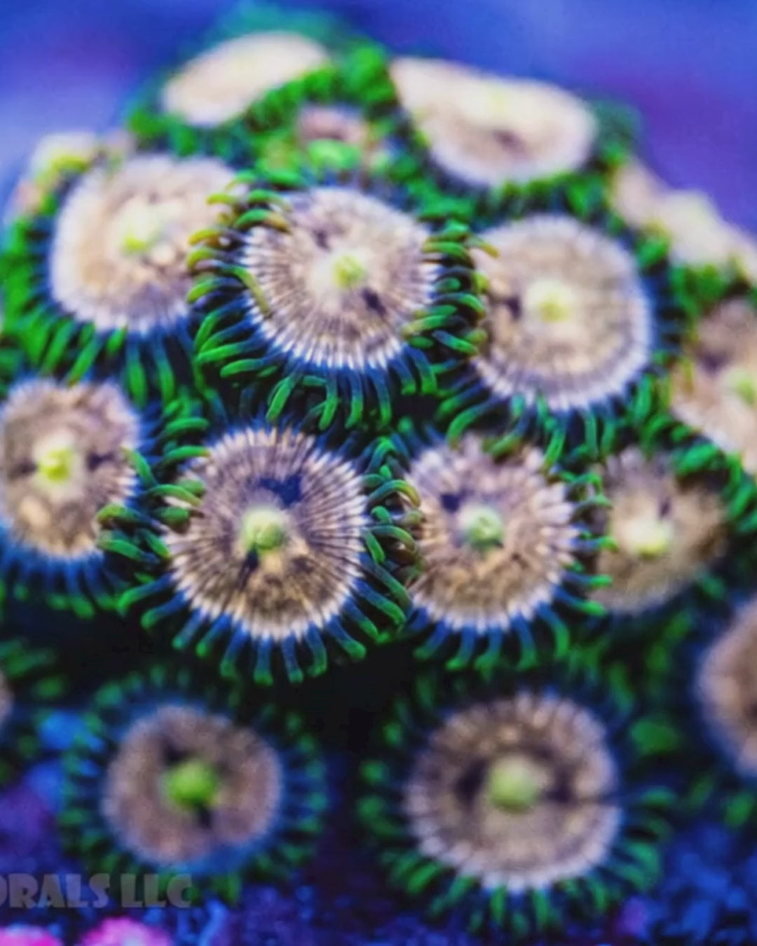 Laser Lemon Zoanthid