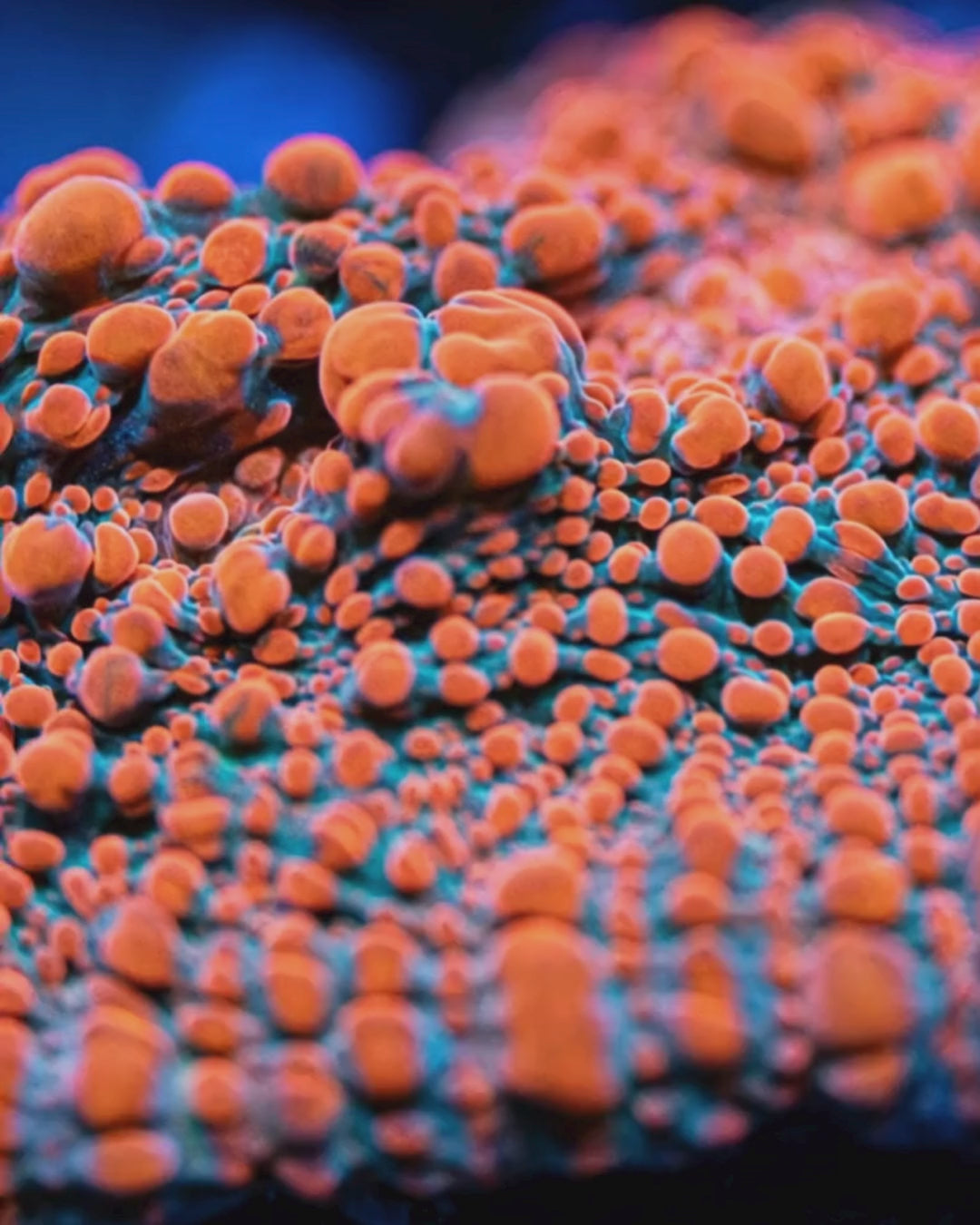 Embers and Ash Chalice