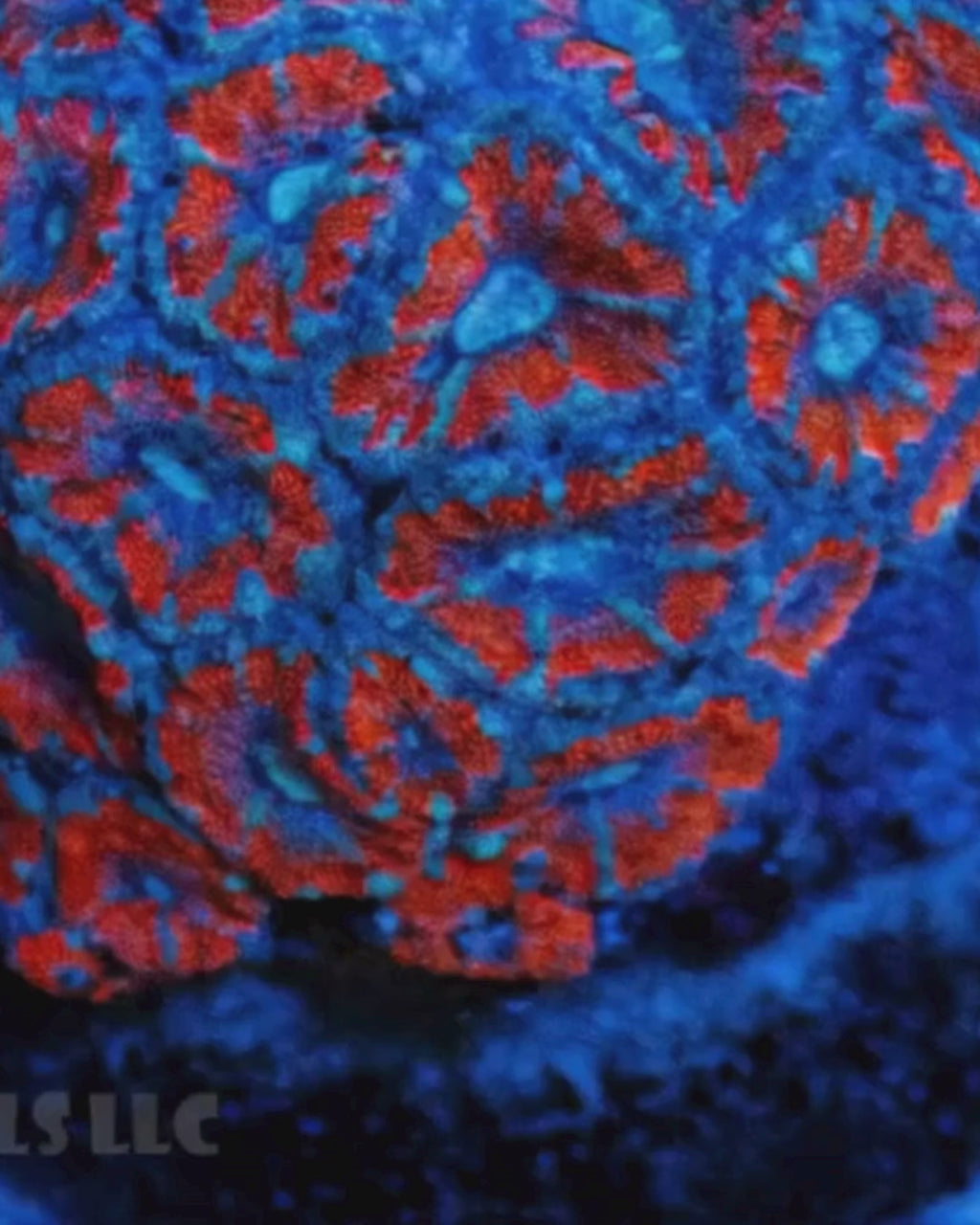 Blastomussa Acan