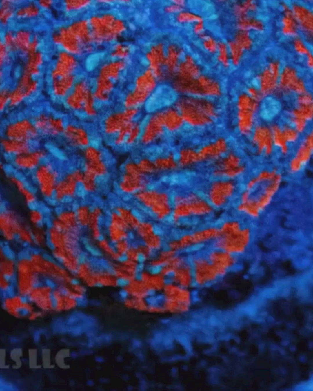 Blastomussa Acan