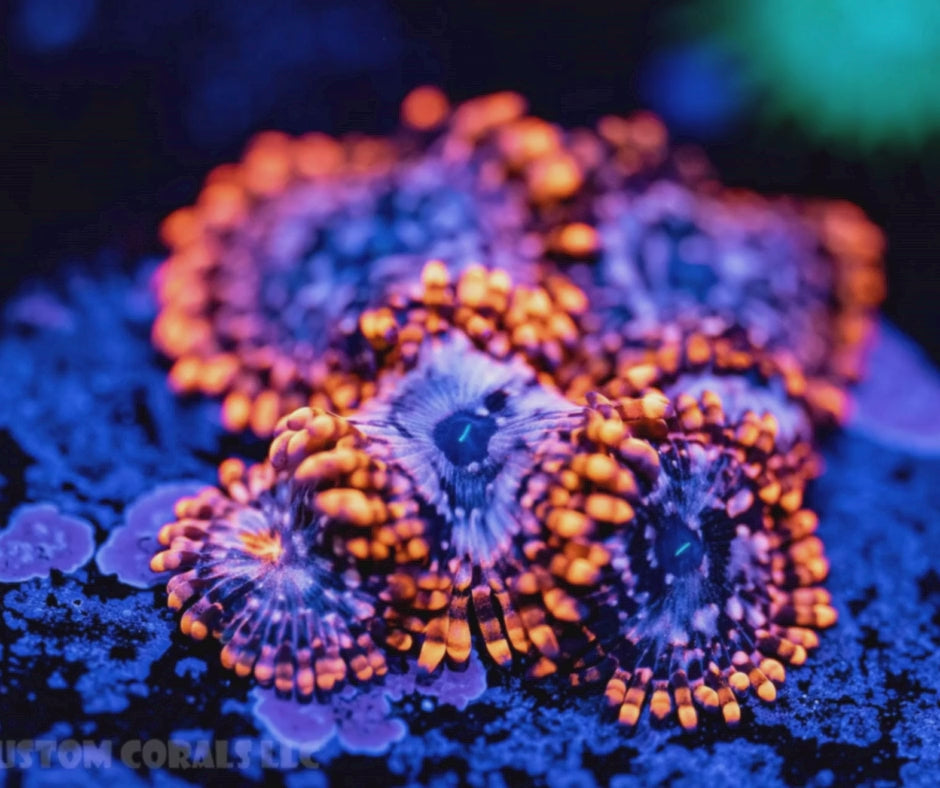 Utter Chaos Zoa