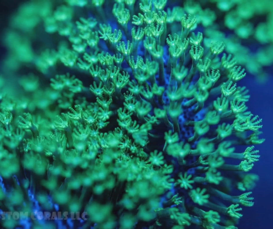 Green Polyp Leather Coral