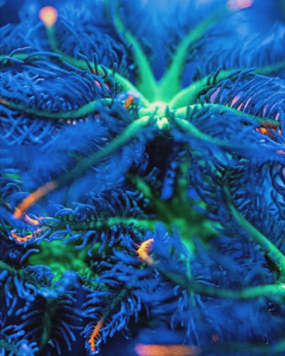 Firework Clove Polyp