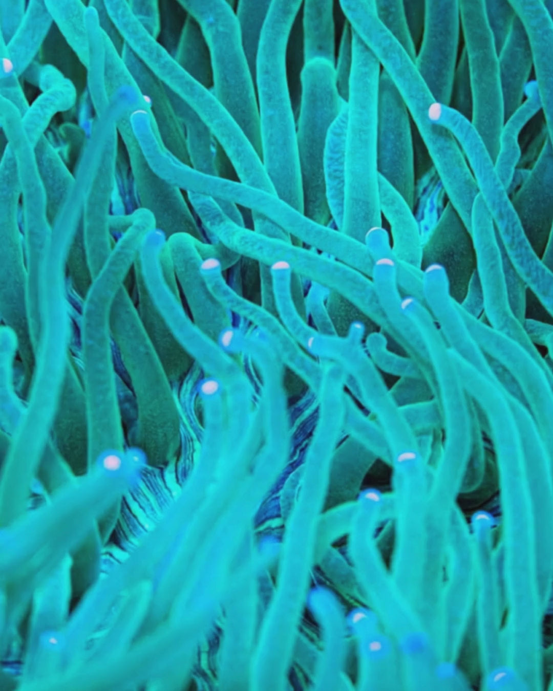 Ice Green Heliofungia Coral