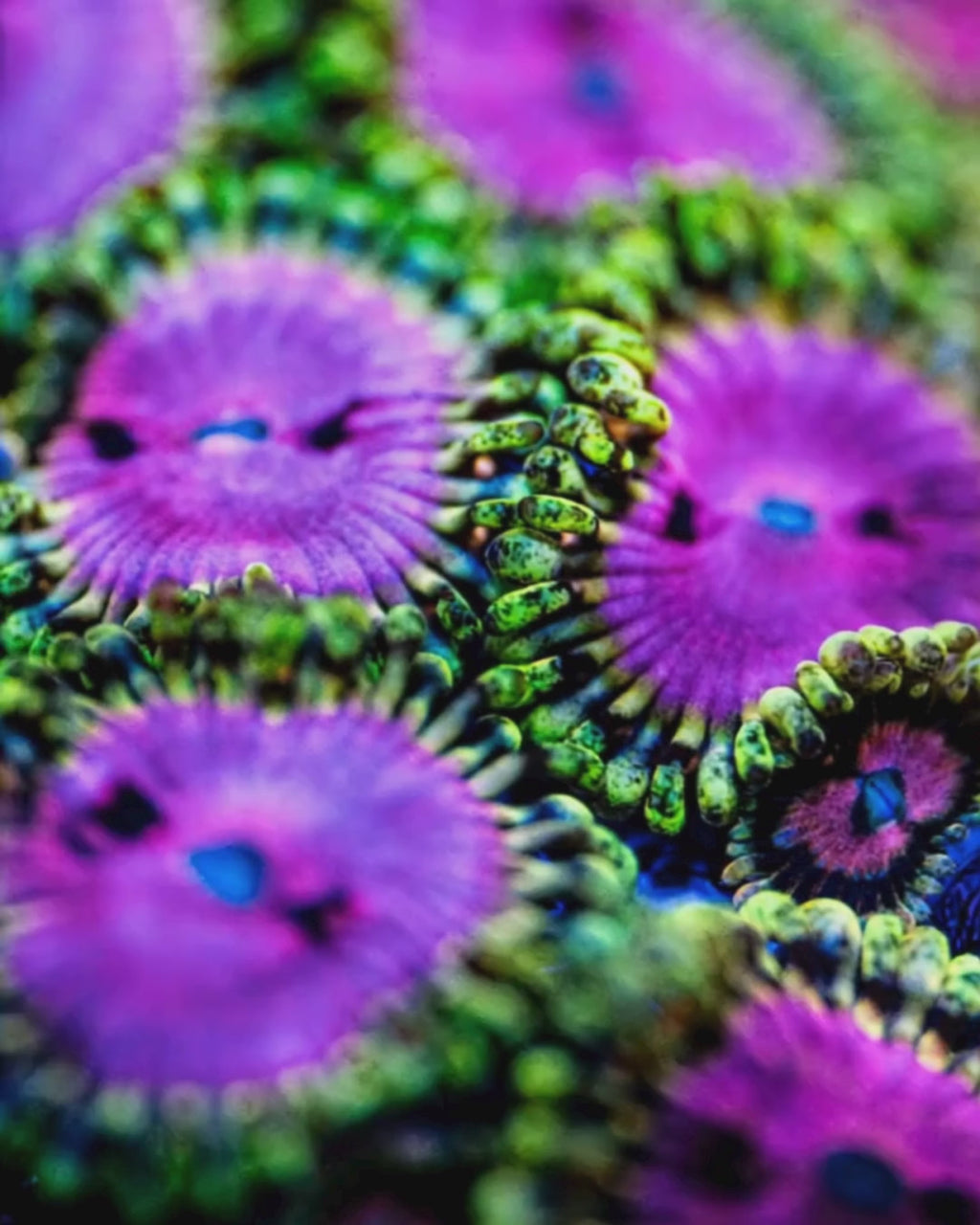 Pink Diamond Zoanthid