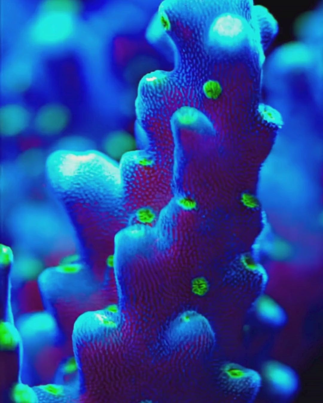 Purple Green Valida Acropora