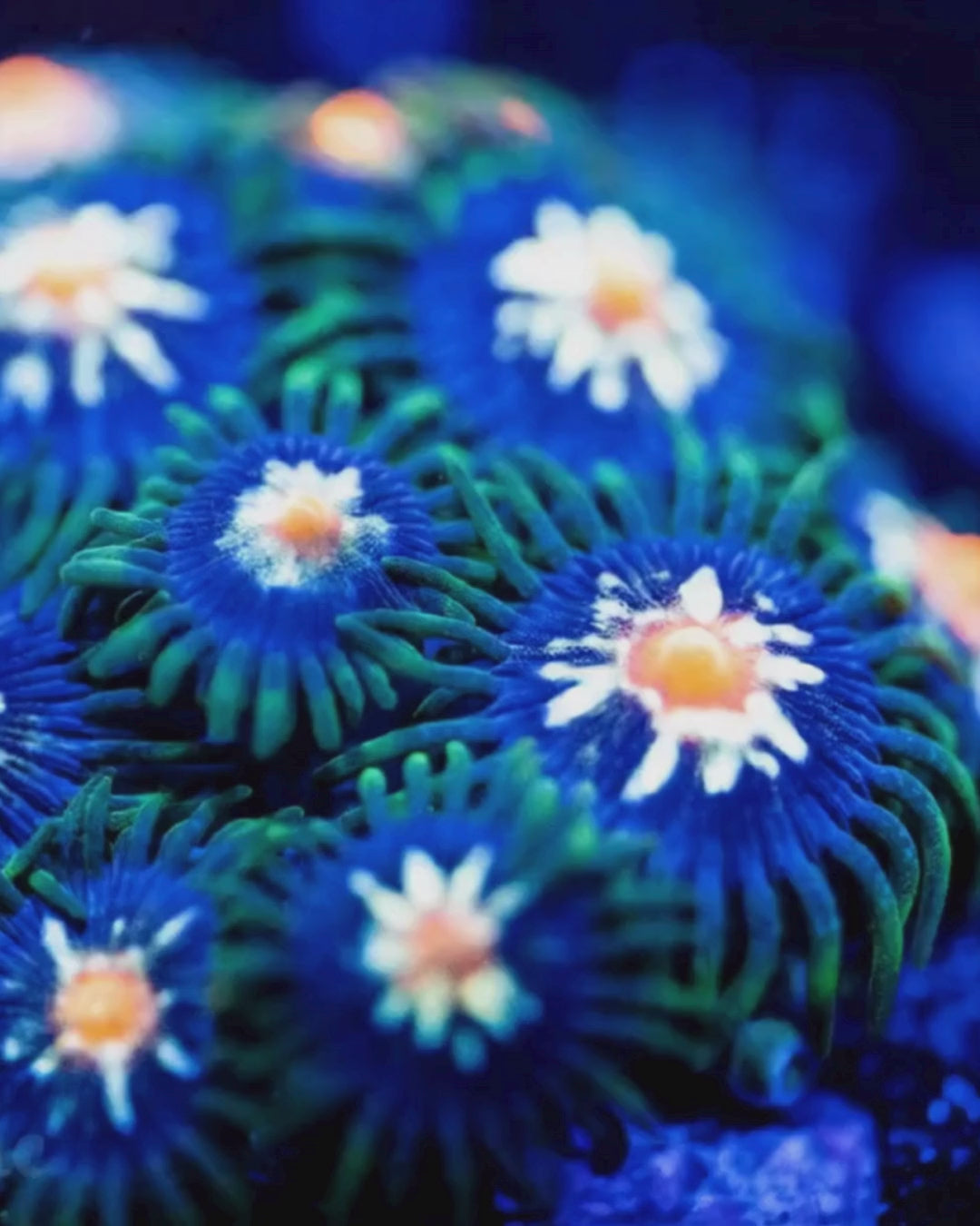 Daisy Cutter Zoanthid